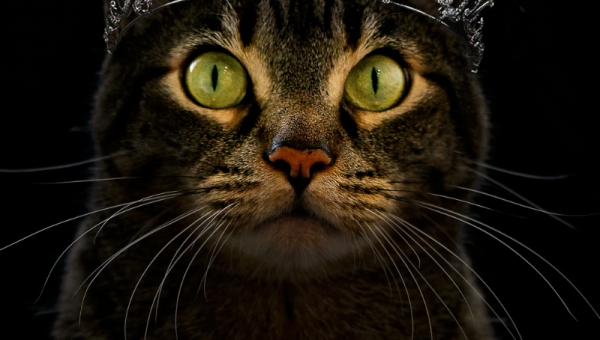 IL BARDO E IL RE DEI GATTI Live